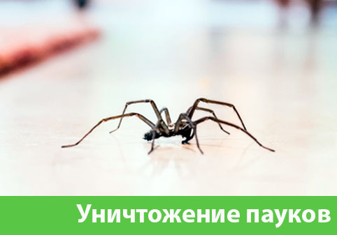 Избавиться от пауков в городе Дмитров