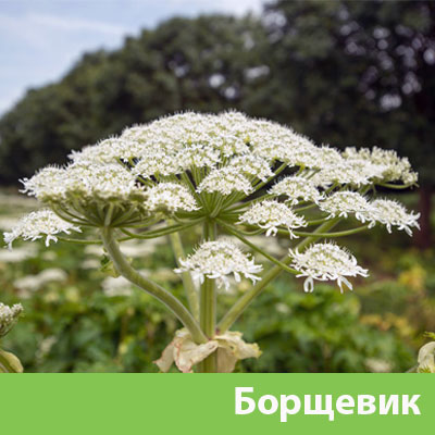 Уничтожение сорняка в Дмитрове