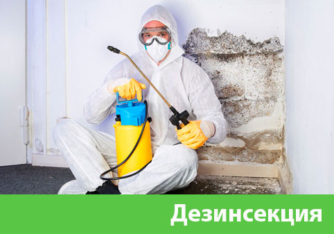 Дезинсекция в городе Дмитров
