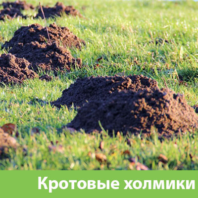 Кроты на участке в Дмитрове