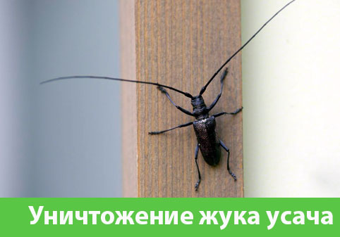 Обработка от жука усача в городе Дмитров
