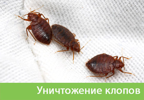 Уничтожение клопов в городе Дмитров