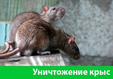 Уничтожение крыс в городе Дмитров