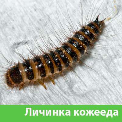 Личинка Кожееда в Дмитрове