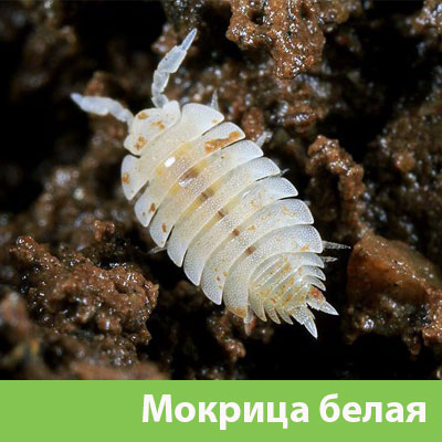 Мокрица в Дмитрове фото