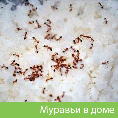Муравьи в доме в Дмитрове