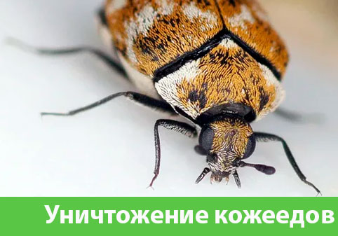 Обработка от кожееда в городе Дмитров 