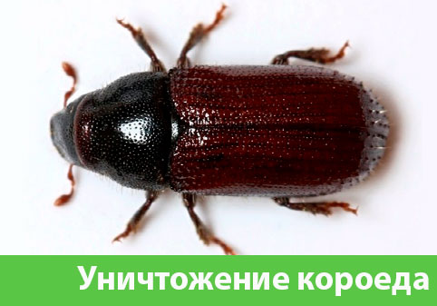 Обработка от древоточца в городе Дмитров
