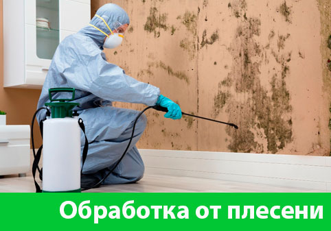 Обработка от плесени в городе Дмитров