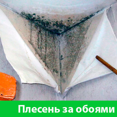 Удаление плесени в Дмитрове