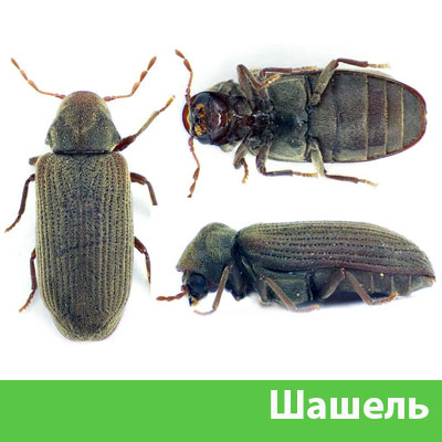 Обработка от шашеля в городе Дмитров