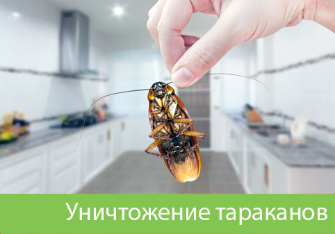 Уничтожение тараканов в городе Дмитров