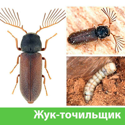 Уничтожение точильщика и личинок в Дмитрове