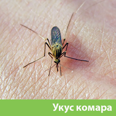 Укусы комаров в Дмитрове
