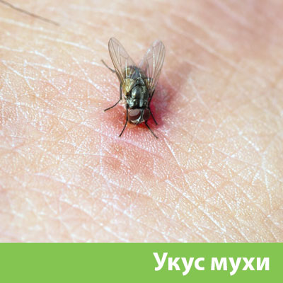 Уничтожение мух в Дмитрове