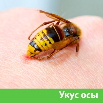 Профессиональное уничтожение ос и шершней в Дмитрове