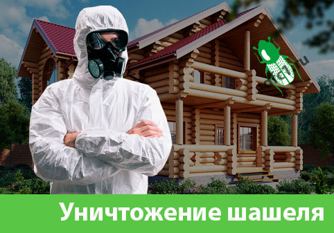 Уничтожение шашеля и личинок в Дмитрове