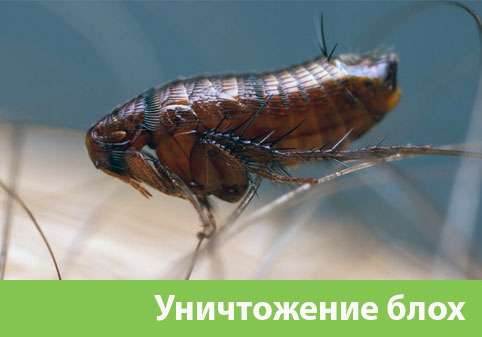 Уничтожение блох в городе Дмитров