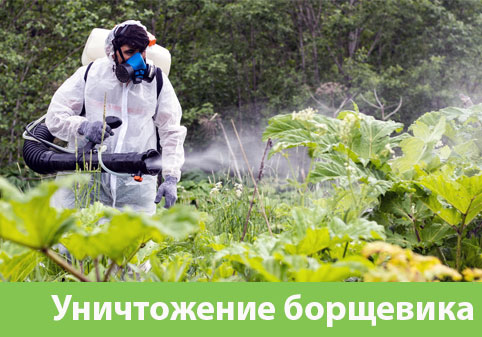 Уничтожение Борщевика в городе Дмитров
