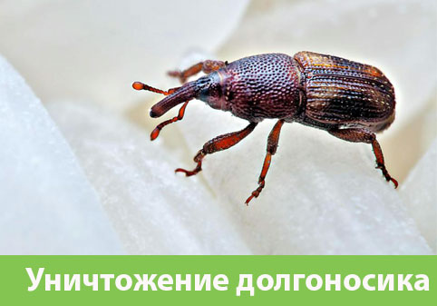 Уничтожение долгоносиков в городе Дмитров