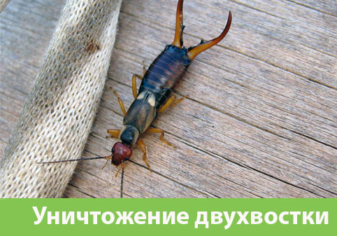 Уничтожение двухвостки в городе Дмитров