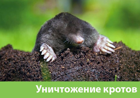 Уничтожение кротов в городе Дмитров