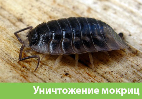 Мокрицы в квартире в городе Дмитров