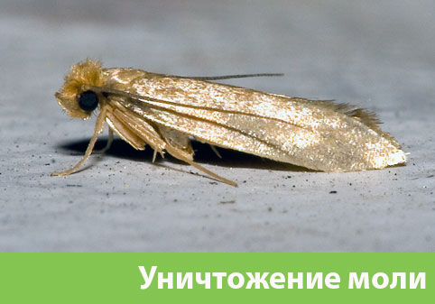 Уничтожение моли в городе Дмитров 