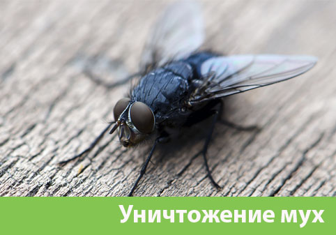 Уничтожение мух в городе Дмитров