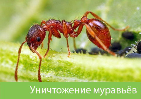 Уничтожение муравьёв в городе Дмитров