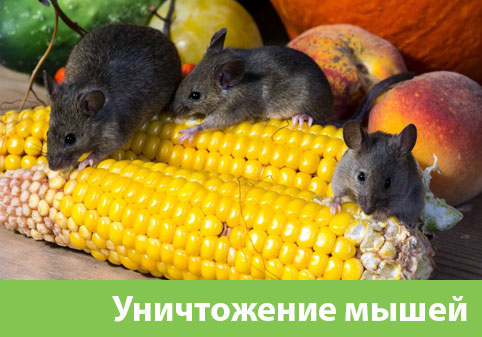Уничтожение мышей в Дмитрове